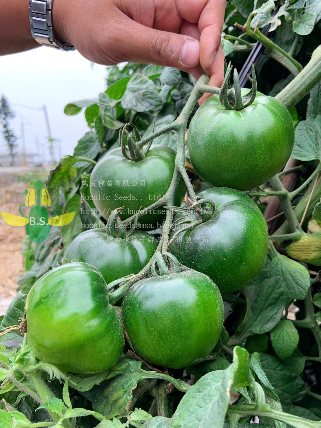 Green Shoulder Tomato 930 - Green Shoulder Tomato 930 (2)